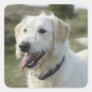 Adesivo Quadrado Cão na terra da charneca