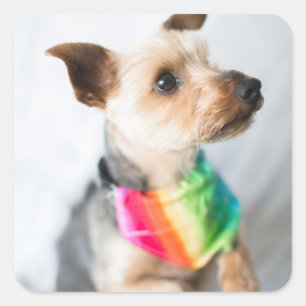 Adesivo Quadrado Cão Orgulho gay Yorkshire Terrier