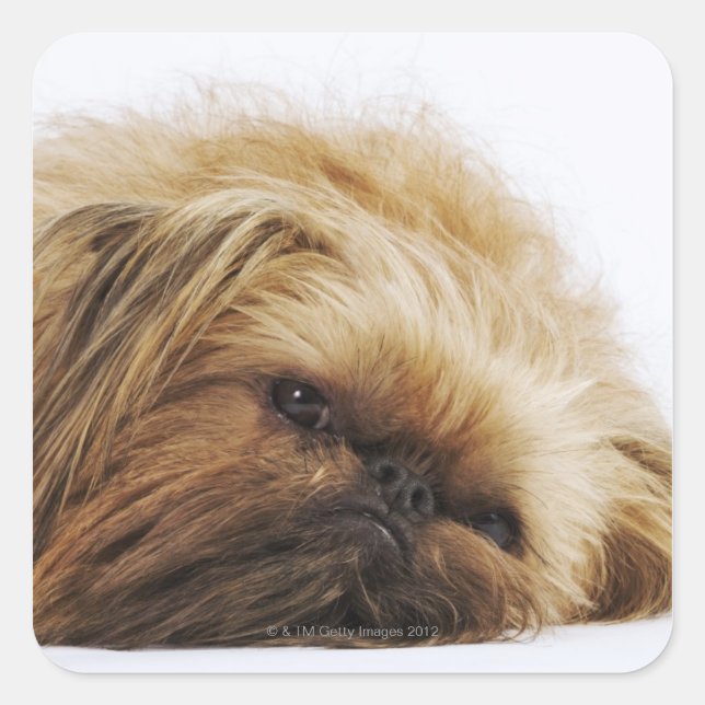 Adesivo Quadrado Cão Pekingês, feche (Frente)