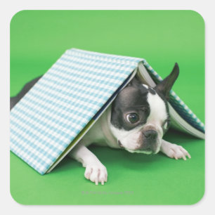 Adesivo Quadrado Cão que encontra-se sob o livro