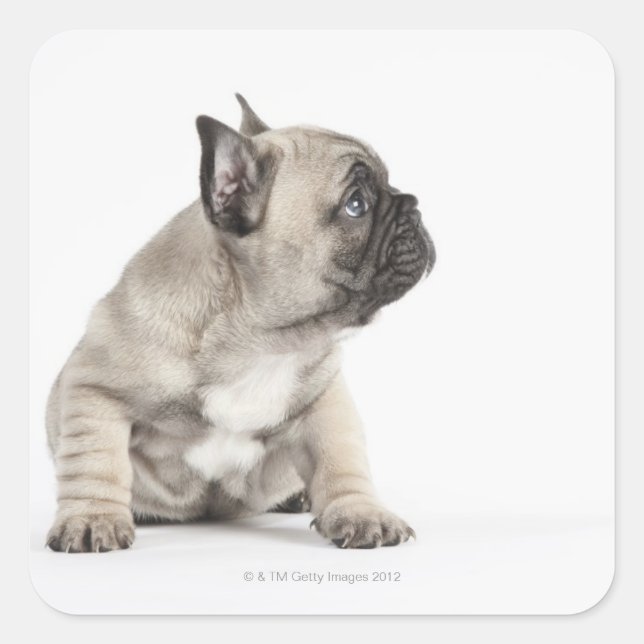 Adesivo Quadrado Cãozinho-de-raça (Frente)