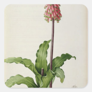 Adesivo Quadrado Capensis de Veltheimia, de "Les Liliacees", c.1805