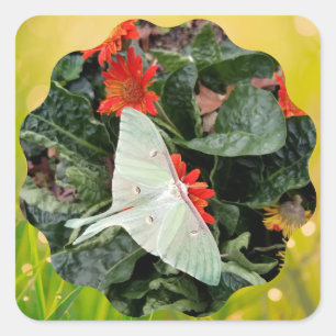 Adesivo Quadrado Captivando Luna Moth