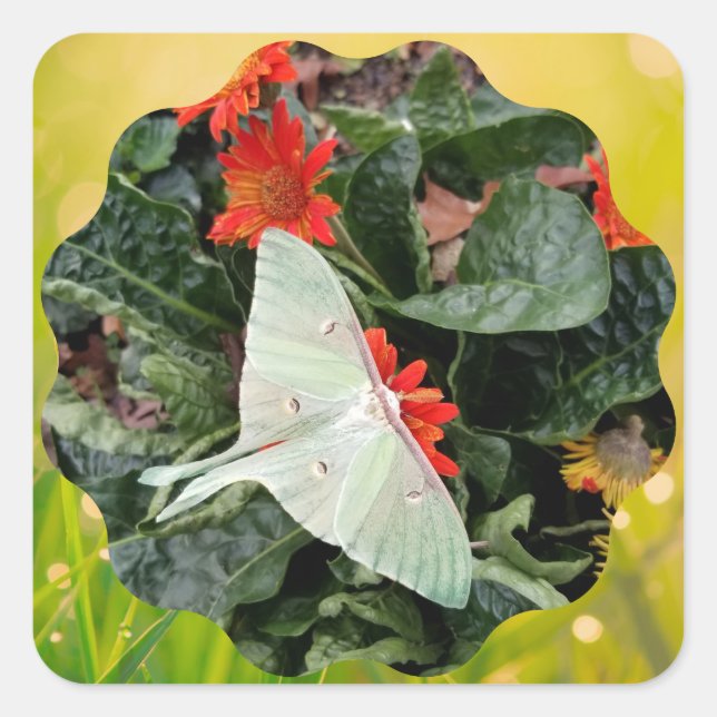 Adesivo Quadrado Captivando Luna Moth (Frente)