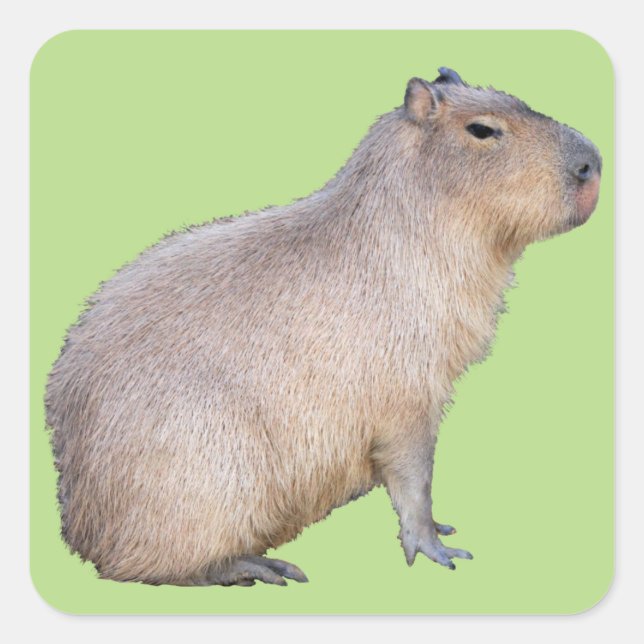 Adesivo Quadrado Capybara (Frente)