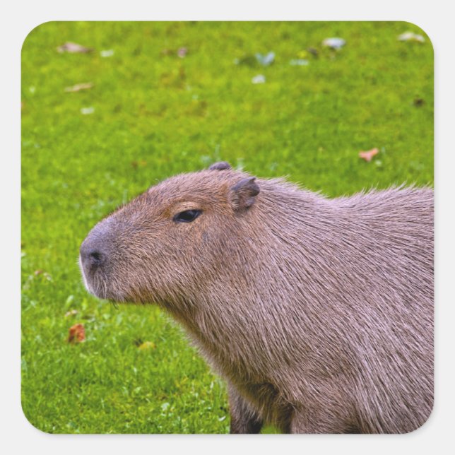 Adesivo Quadrado Capybara Sticker (Frente)