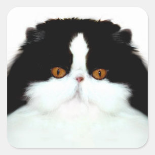 Adesivo Quadrado Cara do gato persa do smoking