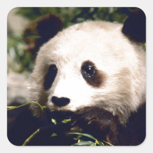 Adesivo Quadrado Cara doce branca do urso de panda dos animais