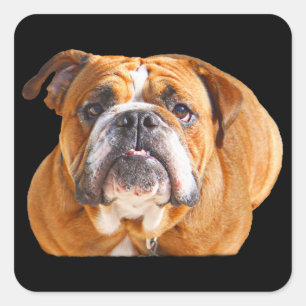 Adesivo Quadrado Cara inglesa do cão do buldogue do amor - mascote