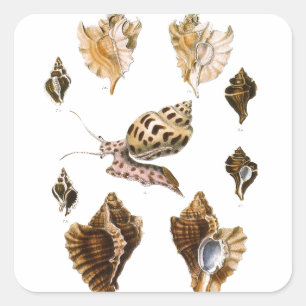 Adesivo Quadrado Caracóis do vintage e moluscos, organismos da vid