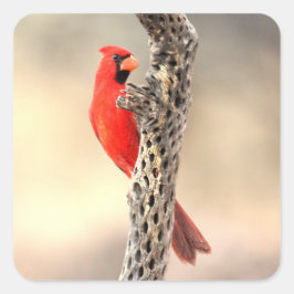 Adesivo Quadrado Cardeal com costela cola