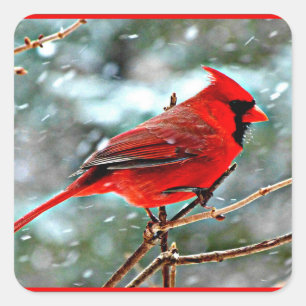 Adesivo Quadrado Cardeal Vermelho na Neve