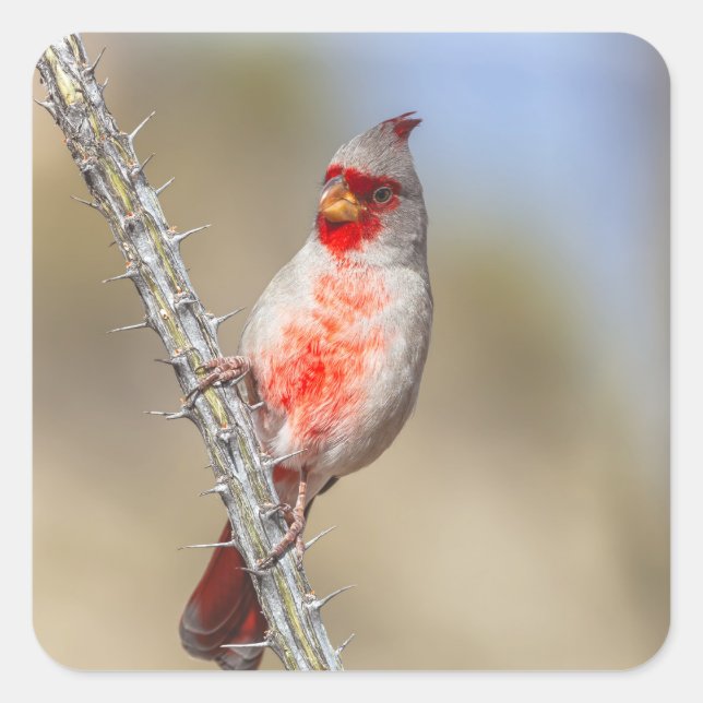 Adesivo Quadrado Cardinal do Deserto (Frente)