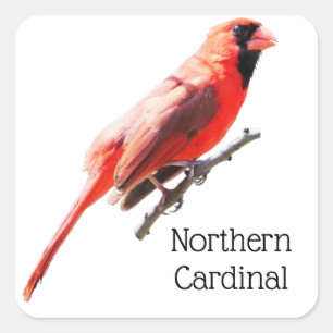 Adesivo Quadrado Cardinal do norte
