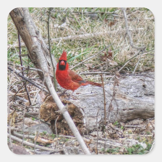 Adesivo Quadrado Cardinal Vibrante (Frente)