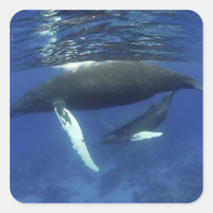 Adesivo Quadrado Caribe, arquipélago das maiores Antilhas,