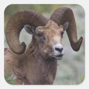 Adesivo Quadrado Carneiro de Ovelha Bighorn das Montanhas Rochosas