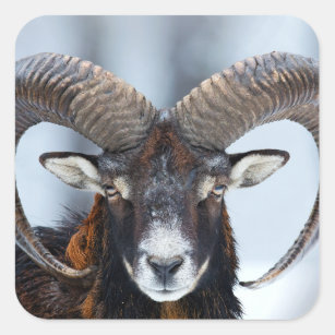 Adesivo Quadrado Carneiros da ram do Big Horn - Mouflon