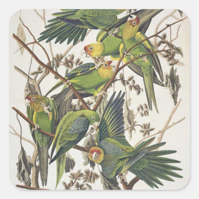 Adesivo Quadrado Carolina Parakeet, de 'Birds of America', 1829 (Frente)