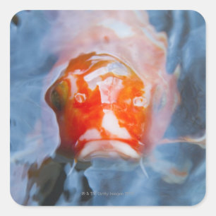 Adesivo Quadrado Carpa de Koi (Cyprinus carpio), Japão