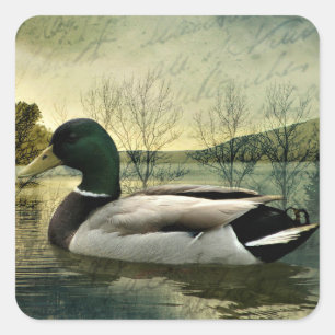 Adesivo Quadrado Cartão-postal de Vintage Mallard Duck Weathered