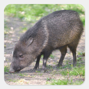 Adesivo Quadrado Cartão-postal metálico com Peccary colado