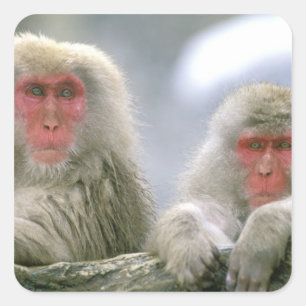 Adesivo Quadrado Casais de Macacos da Neve, Macaco Japonês,