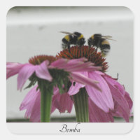 casal de espécimes do gênero Bombus spp. em conefl