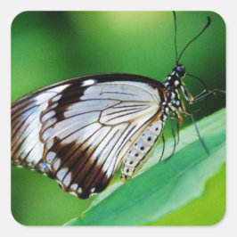 Adesivo Quadrado Castanho escuro e borboleta Cinza