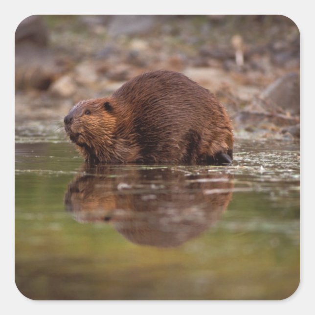 Adesivo Quadrado castor, Castor canadensis, vai para uma natação (Frente)
