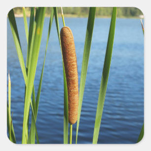 Adesivo Quadrado Cattails coloridos