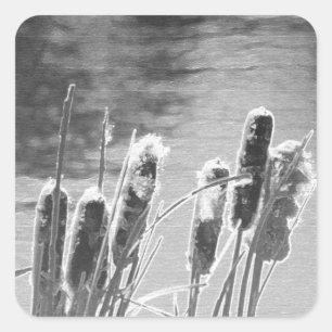 Adesivo Quadrado Cattails por Pond em preto e branco