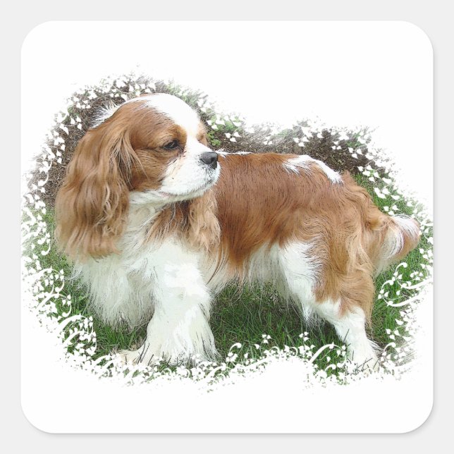 Adesivo Quadrado Cavalier King Charles Spaniel (Frente)
