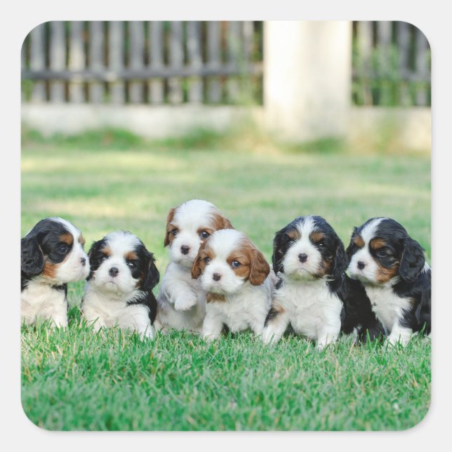 Adesivo Quadrado Cavalier King Charles Spaniel filhotes (Frente)