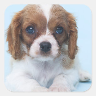 Adesivo Quadrado Cavalier King Charles Spaniel Puppy