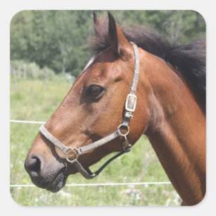 Adesivo Quadrado Cavalo