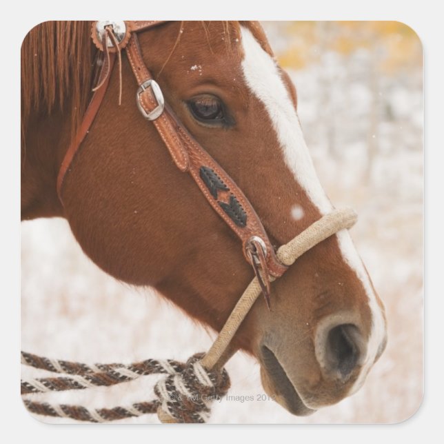 Adesivo Quadrado Cavalo (Frente)
