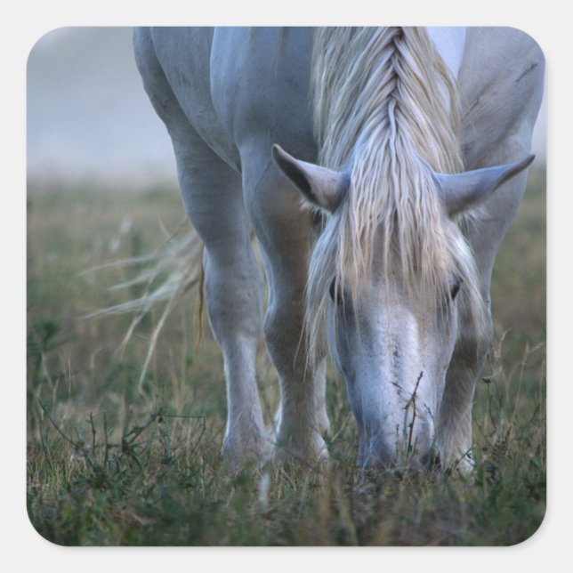 Adesivo Quadrado Cavalo Branco (Frente)