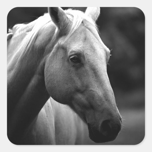 Adesivo Quadrado Cavalo Branco Negro (Frente)