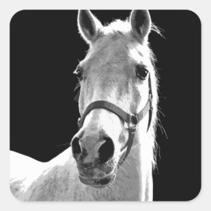 Adesivo Quadrado Cavalo Branco Negro Fechado na Noite