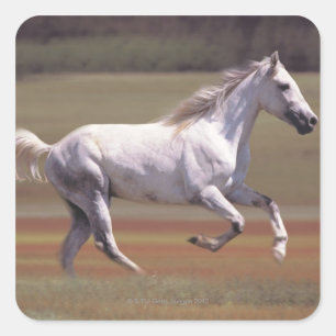 Adesivo Quadrado Cavalo branco que funciona no campo