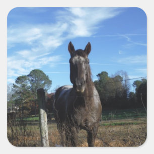 Adesivo Quadrado Cavalo castanho chocolate do leite no azul