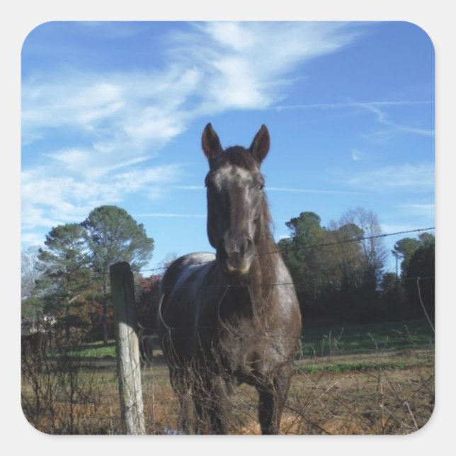 Adesivo Quadrado Cavalo castanho de chocolate em azul (Frente)
