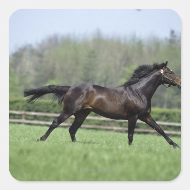 Adesivo Quadrado Cavalo Comprido, Wassl 1988, (Frente)