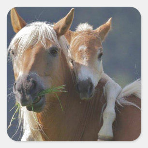 Adesivo Quadrado Cavalo da mãe e do bebê