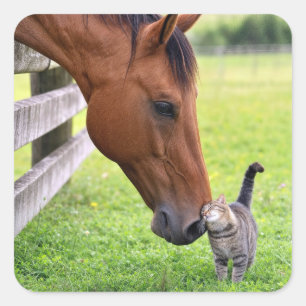 Adesivo Quadrado Cavalo de Fazenda com Gato Malhado