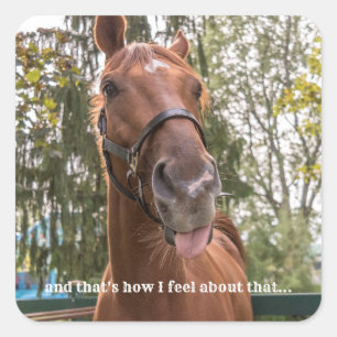 Adesivo Quadrado Cavalo Engraçado Saindo Fotografando Vinheta