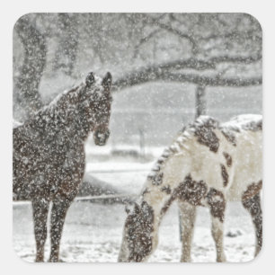 Adesivo Quadrado cavalo inverno neve fazenda rancho animais nevado