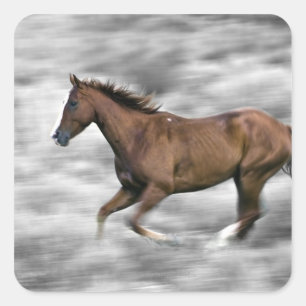 Adesivo Quadrado Cavalo Running