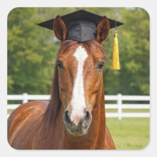 Adesivo Quadrado Cavalo Usando um Chapéu de Formatura